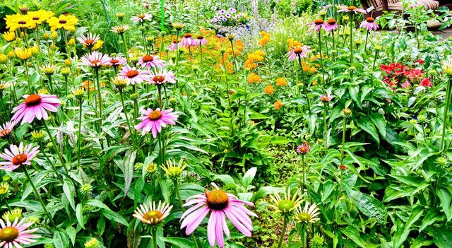 FALL IN LOVE WITH NATIVE PLANTS